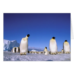 Penguin   Antarctica, Antarctic Peninsula