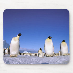 Penguin   Antarctica, Antarctic Peninsula Mouse Pad
