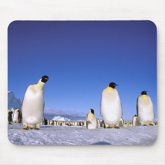 Penguin | Antarctica, Antarctic Peninsula Mouse Pad (Front)