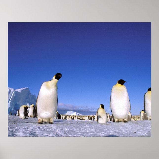Penguin | Antarctica, Antarctic Peninsula Poster (Front)