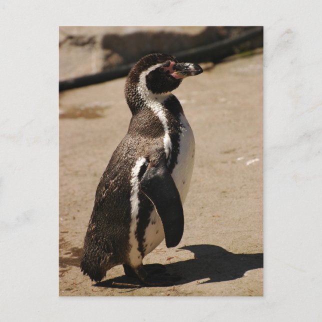 Penguin at Blairdrummond Postcard (Front)