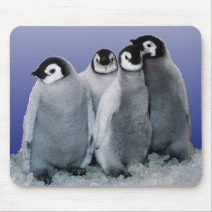 Penguin Babies Mouse Pad