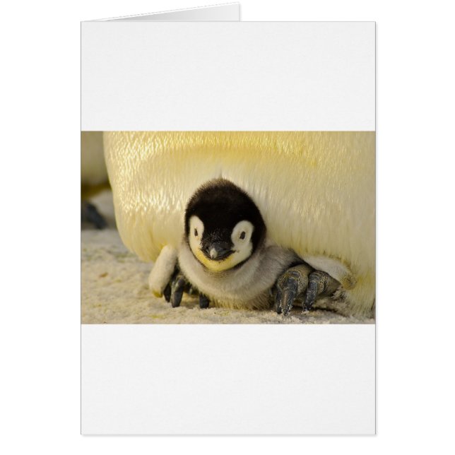 Penguin baby (Front)