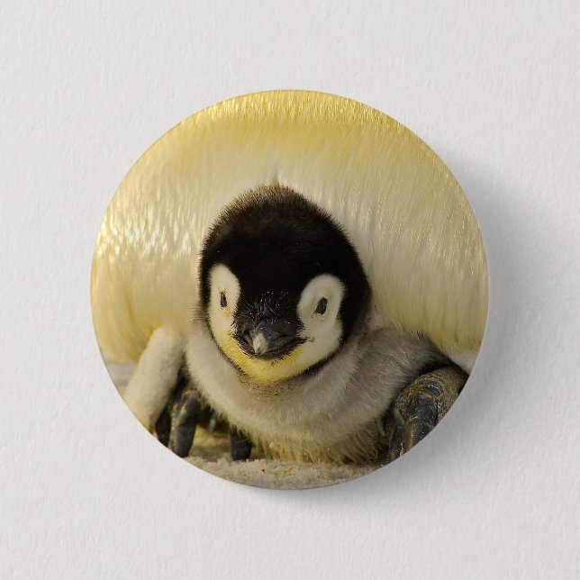 Penguin baby 6 cm round badge (Front)