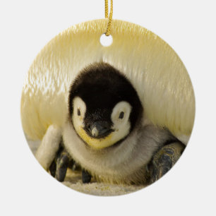Penguin baby ceramic tree decoration