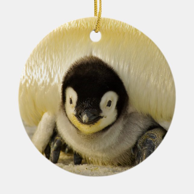 Penguin baby ceramic tree decoration (Front)