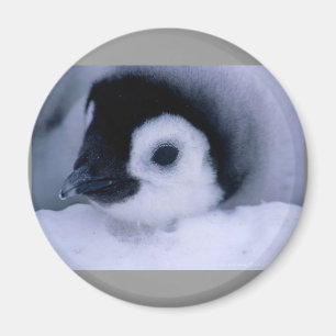 penguin baby magnet