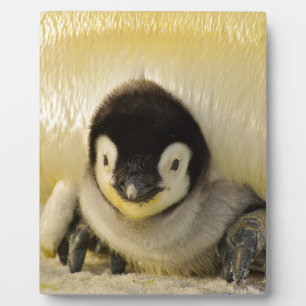 Penguin baby plaque