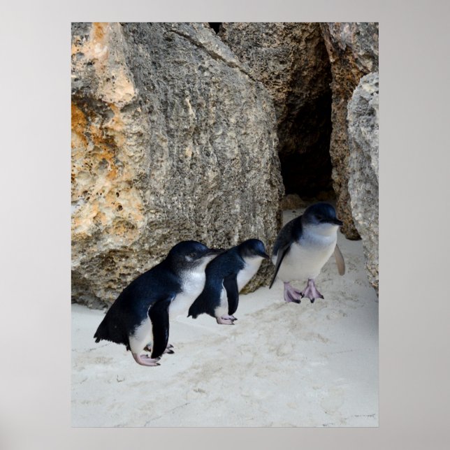Penguin Beach House,  Poster (Front)