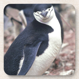 Penguin Bird Cute Animal Black White Water Coaster