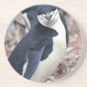 Penguin Bird Cute Animal Black White Water Coaster