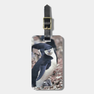 Penguin Bird Cute Animal Black White Water Luggage Tag