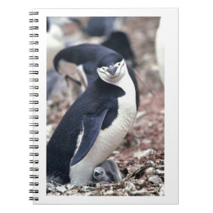 Penguin Bird Cute Animal Black White Water Notebook