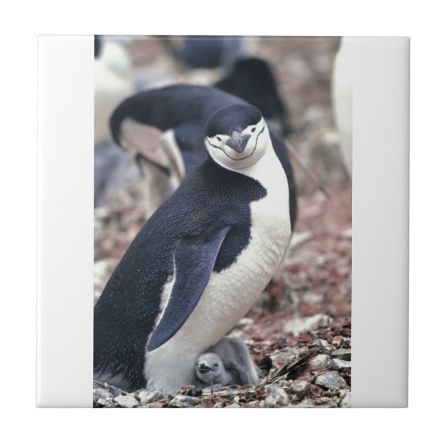 Penguin Bird Cute Animal Black White Water Tile (Front)
