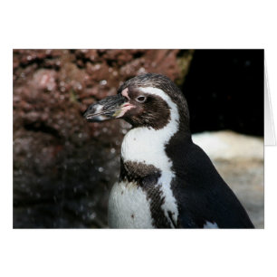 Penguin Card