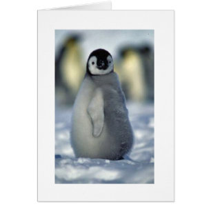 penguin chick