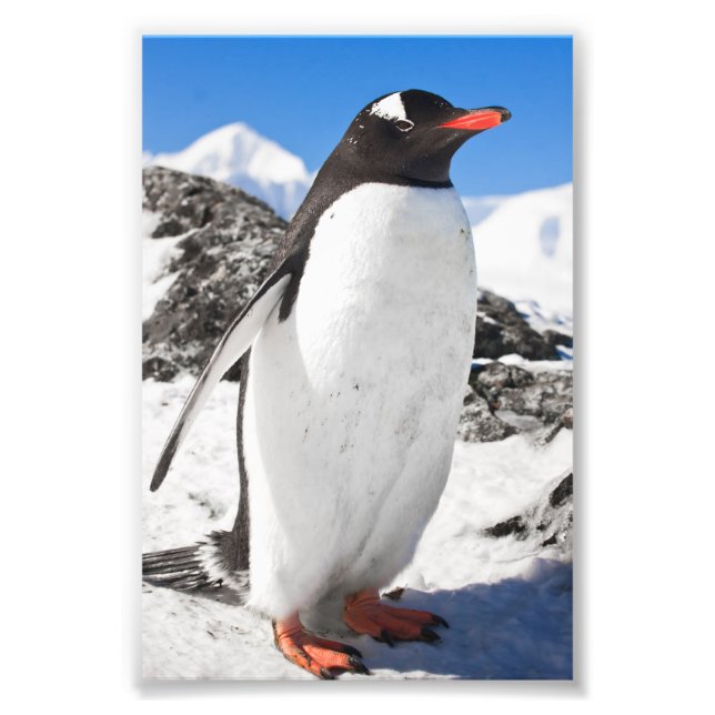 Penguin Closeup Photo Print (Front)