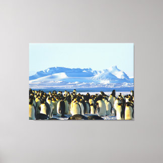 Penguin colony on ice canvas print