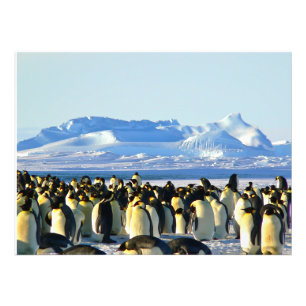 Penguin colony on ice photo print
