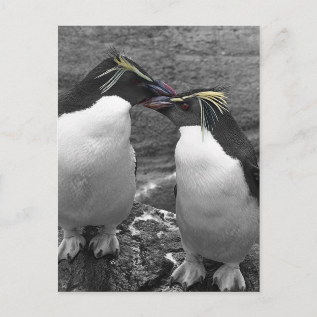 Penguin Color Splash Postcard (Front)