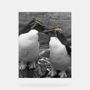 Penguin Colour Splash Acrylic Sign