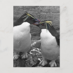 Penguin Colour Splash Postcard