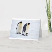 Penguin frozen ice snow bird weather cute animals