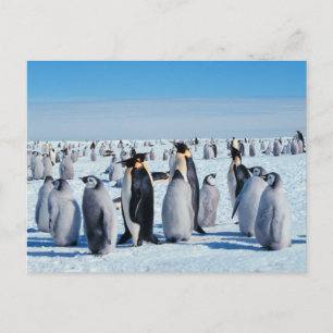 Penguin Gathering Postcard