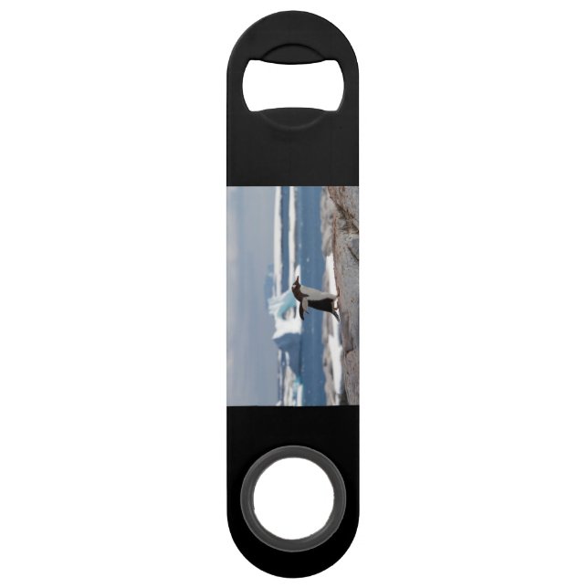 Penguin in front of an ice arch (Back)