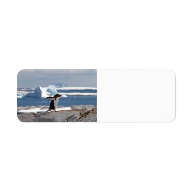 Penguin in front of an ice arch (Front)