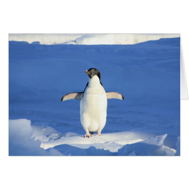 Penguin in Snow Blank Card (Front Horizontal)