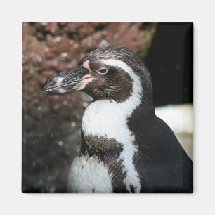 Penguin Magnet
