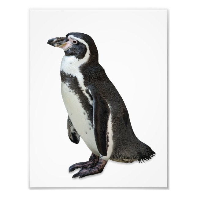 Penguin Photo Print (Front)