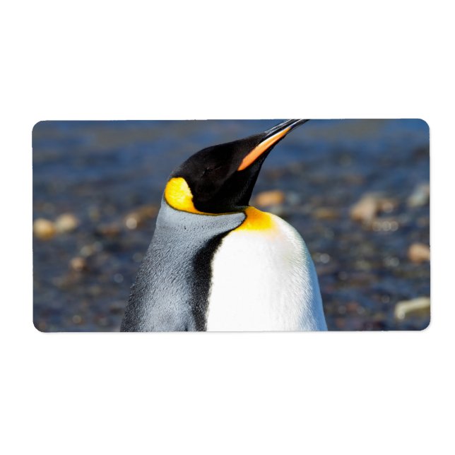 Penguin Portrait (Front)