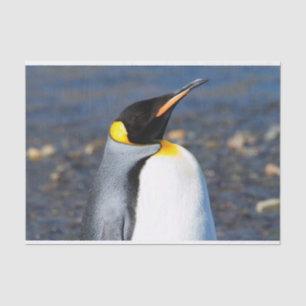 Penguin Portrait Tissue Paper