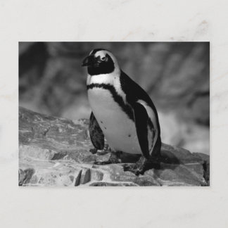 Penguin Postcard