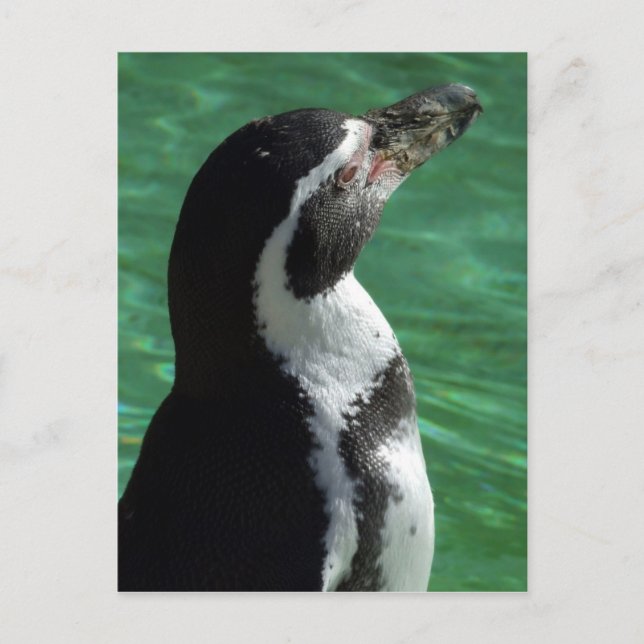 Penguin Postcard (Front)