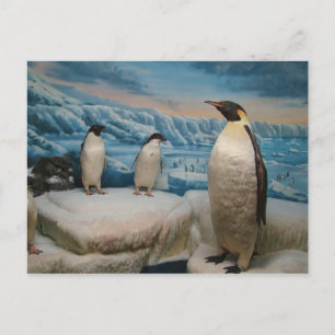 Penguin Postcard