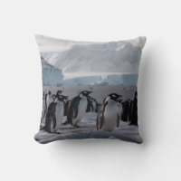 Penguin Procession - Antarctic Wildlife 