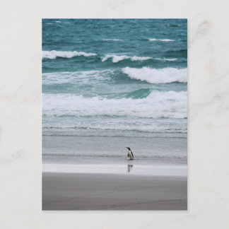 Penguin returning from the ocean postcard