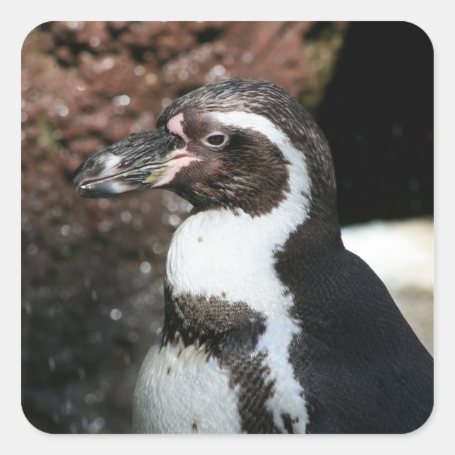 Penguin Sticker (Front)