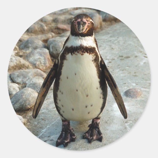 Penguin stickers (Front)
