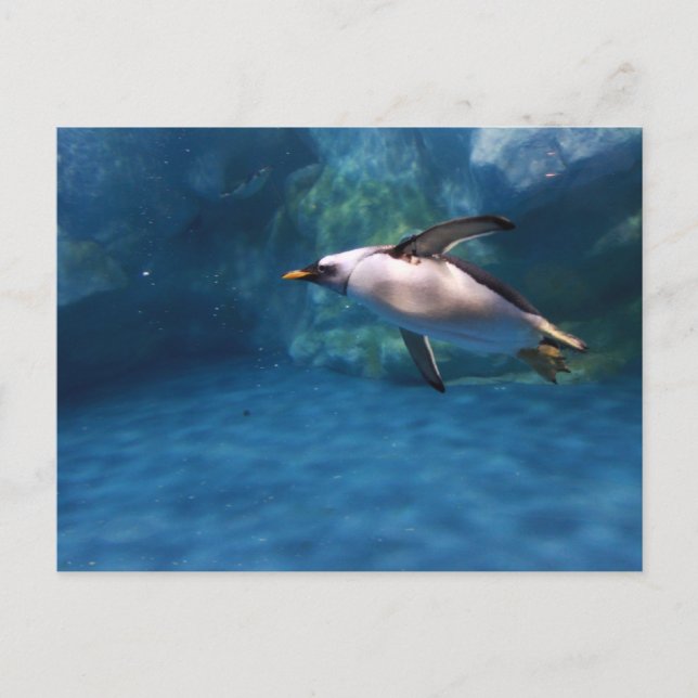 Penguin Swimming Underwater Postcard (Front)
