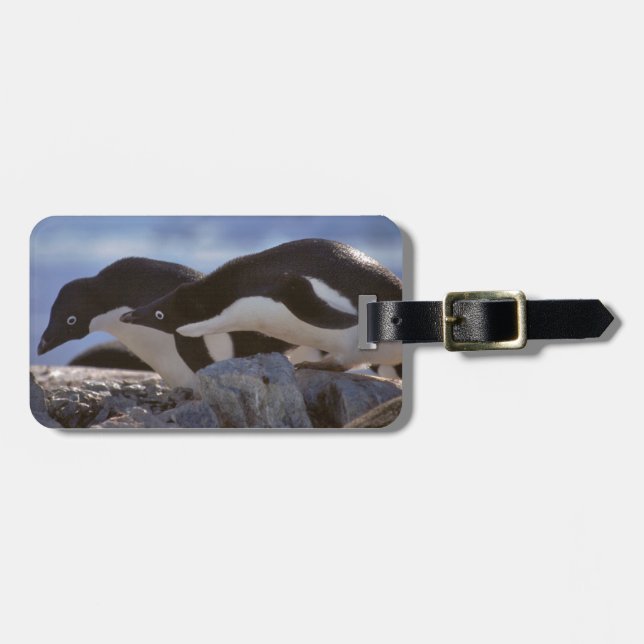 Penguin-tastic Luggage Tag (Front Horizontal)