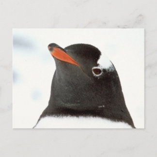 Penguin-tastic Postcard