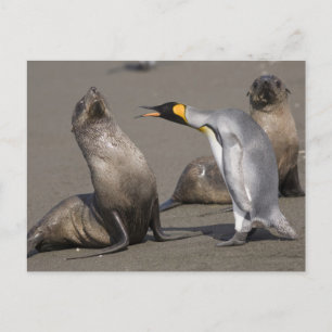 Penguin Telling   Antarctica, South Georgia Island Postcard