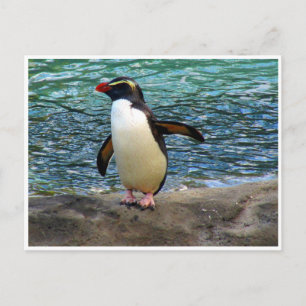 penguin wing postcard