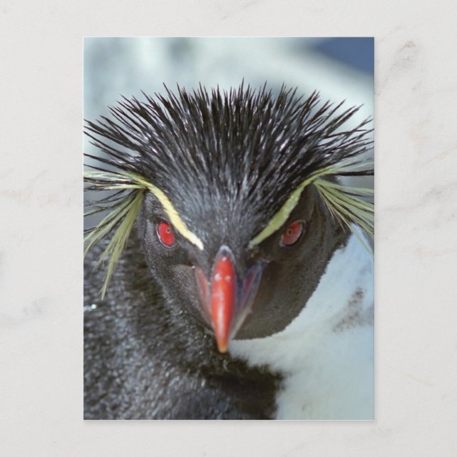 Penguin with red eyes postcard (Front)