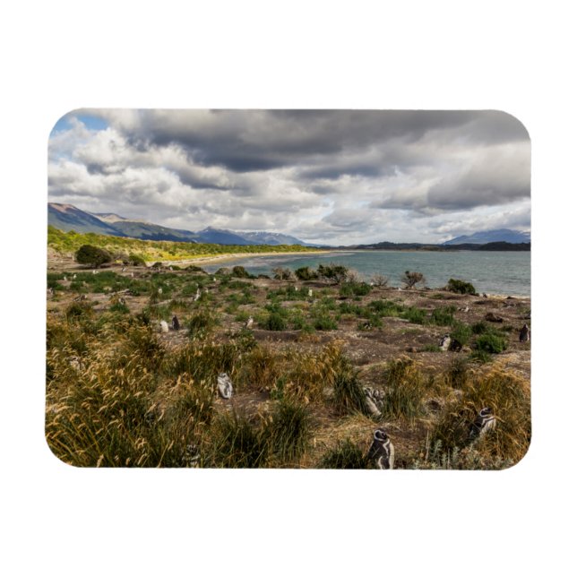 Penguinera Magnet (Horizontal)