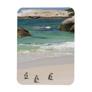 Penguins at Boulders Beach, Simons Town, South 2 Magnet